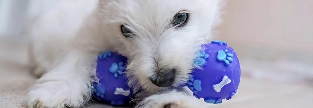  لعبة PET 
